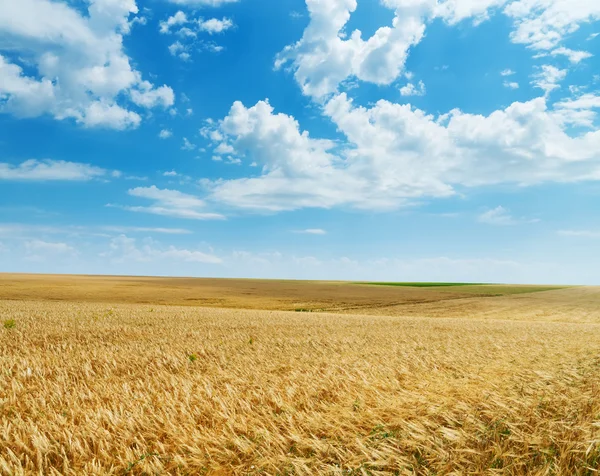 Bulutlu gökyüzü altında buğday alanı — Stok fotoğraf