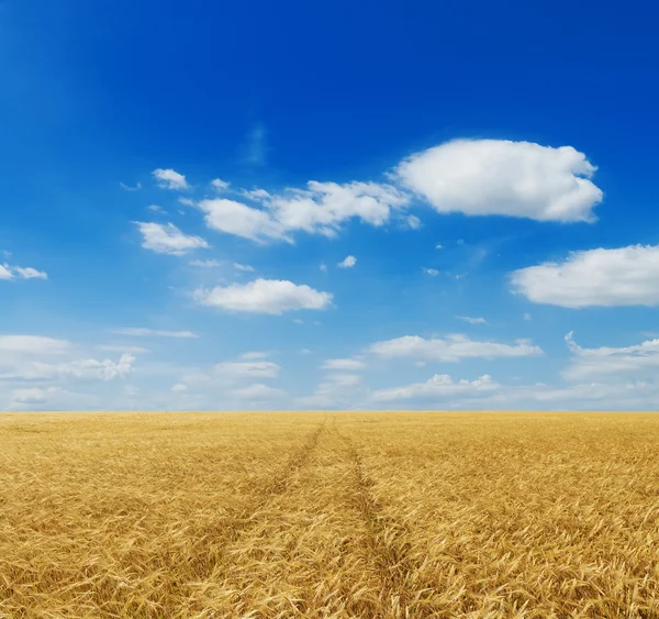 Pole pszenicy i błękitne niebo z chmurami — Zdjęcie stockowe