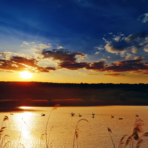 Pôr do sol dramático sobre o rio com cisnes — Fotografia de Stock