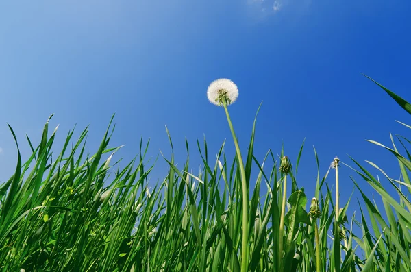Viejo diente de león en el campo de hierba verde y el cielo azul — Foto de Stock