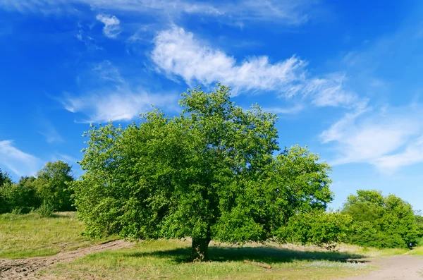 Peisaj de vară de copac verde cu cer albastru strălucitor — Fotografie, imagine de stoc