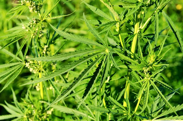 Plantas de cannabis verde — Fotografia de Stock