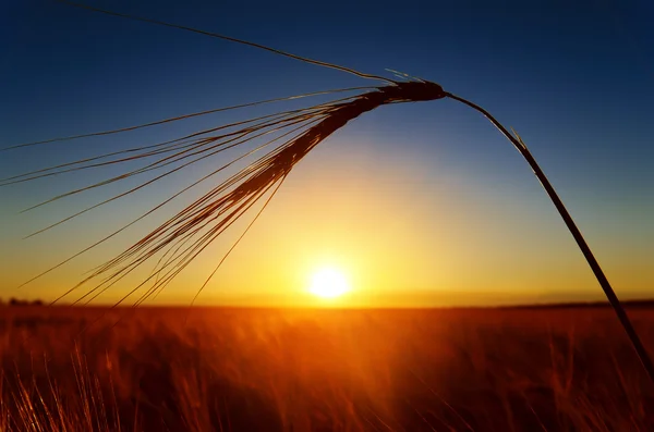 Por do sol e espigas de trigo maduro — Fotografia de Stock