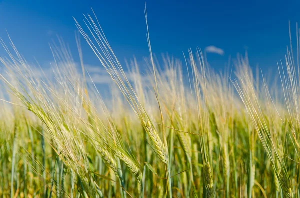 Zielone pole pszenicy i zachmurzone niebo — Zdjęcie stockowe