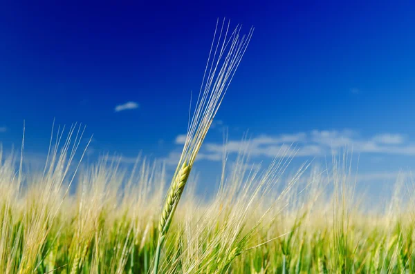 一个绿色小麦的字段和深蓝色多云的天空 — 图库照片