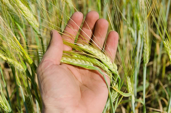 Hand med gröna korn — Stockfoto