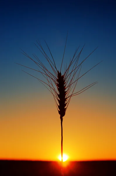 Колосья пшеницы и закат — стоковое фото
