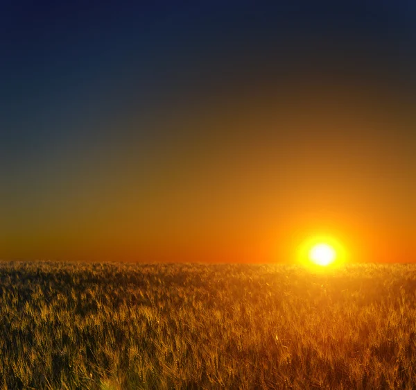 Zonsondergang over veld met oogst — Stockfoto