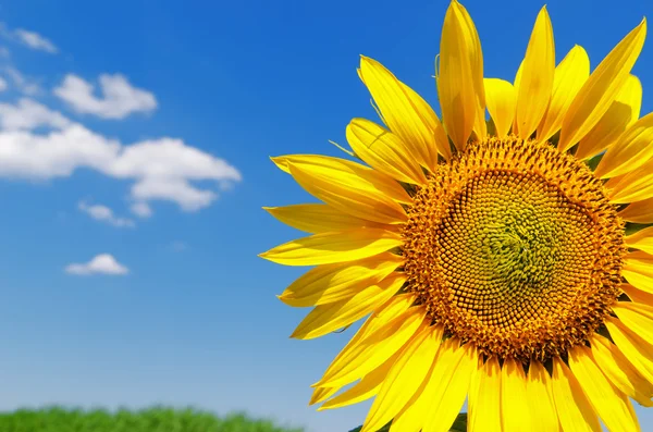 Part of sunflower and sky — Stock Photo, Image