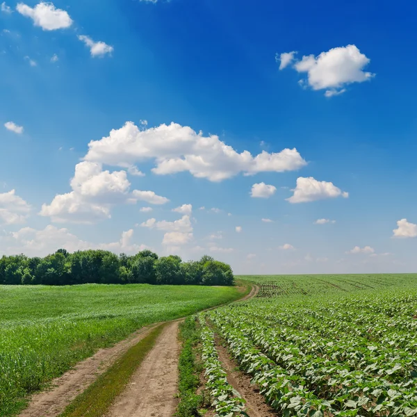 农村公路的绿色的田野和多云的天空 — 图库照片