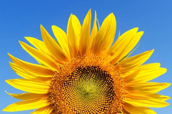 Part of sunflower and sky — Stock Photo, Image