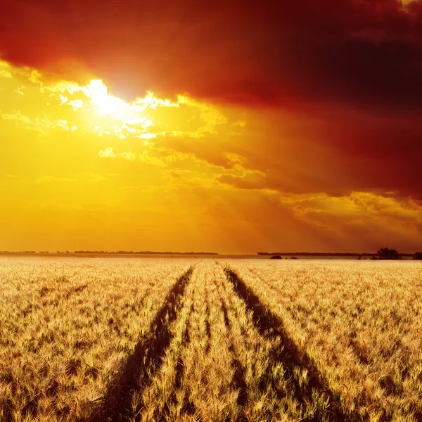 Road in field of barley and golden sunset — Stock Photo, Image