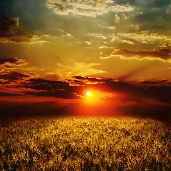 Goudkorenveld en zonsondergang — Stockfoto