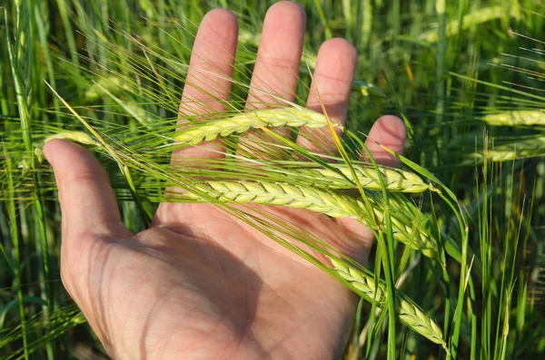 Green wheat in hand — Stock Photo, Image