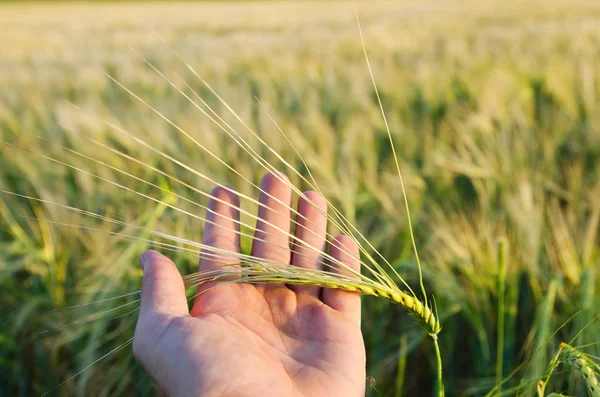 Grüner Weizen in der Hand — Stockfoto