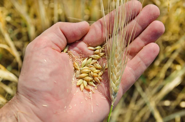 Golden harvest in hand over field — Stock Photo, Image