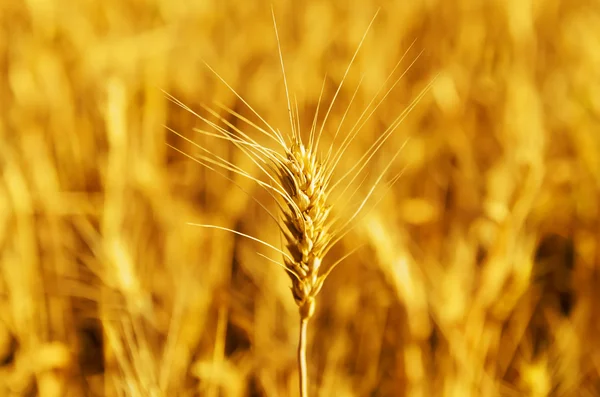 Closeup wheat ear on golden harvest —  Fotos de Stock