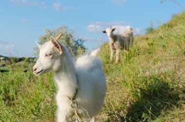 Goat grazed on a meadow clipart