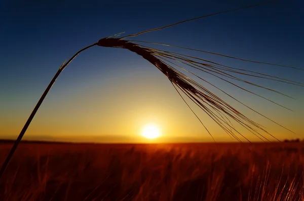 Уши спелой пшеницы на вечер — стоковое фото