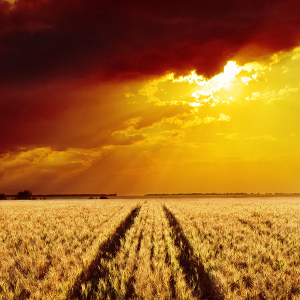 Goudkorenveld en zonsondergang — Stockfoto