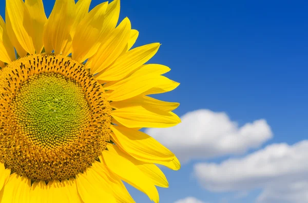 Součástí slunečnice a modré nebe — Stock fotografie