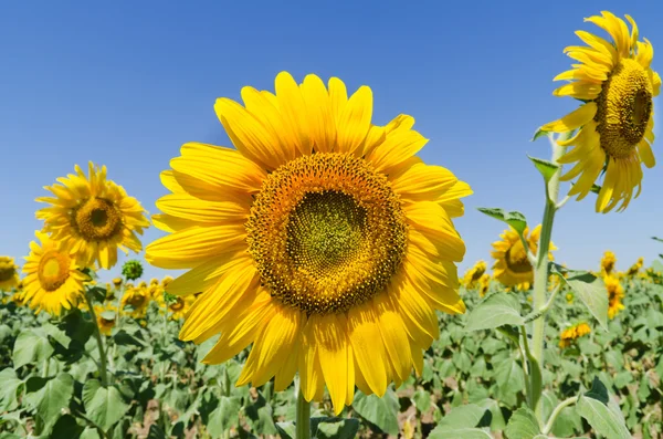 निळा आकाशात सुंदर सूर्यफूल — स्टॉक फोटो, इमेज