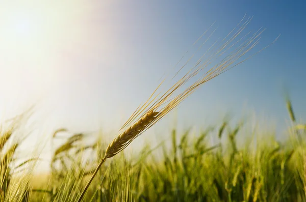 太陽の下で青麦畑 — ストック写真