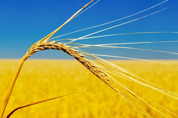 stock image One golden ear of wheat