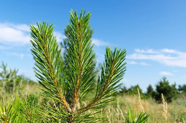 Young shot of pine — Stock Photo, Image