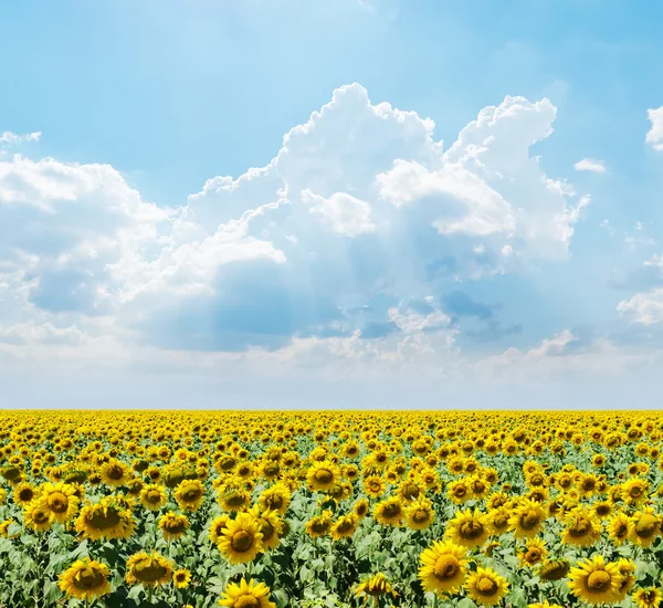 Ayçiçekleri alanı üzerinde bulutlu gökyüzü — Stok fotoğraf