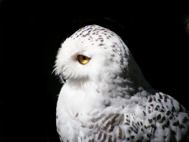 Portrait of snowy owl isolated on black clipart