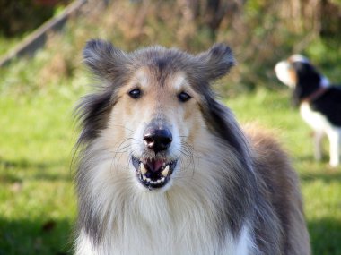 Rough collie barking clipart