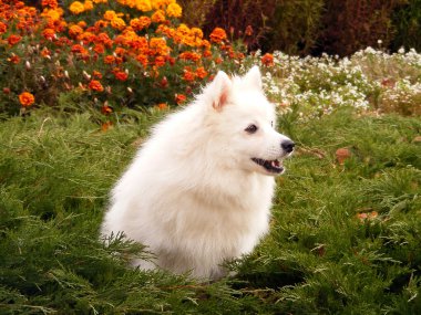 Japanese spitz barking clipart