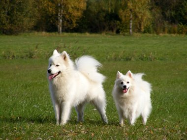 Samoyed ve Japon spitz Park