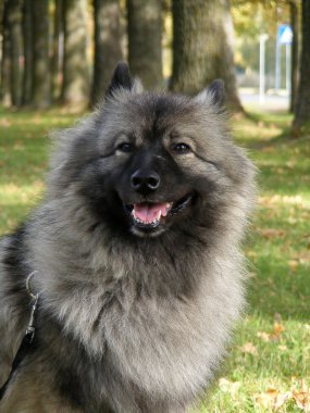 Keeshond in park clipart