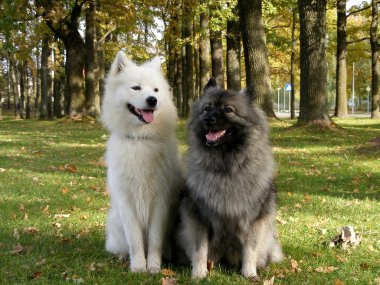 Keeshond and samoyed in park clipart