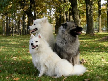 Keeshond, samoyed ve Japon spitz Park