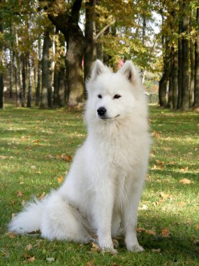 Samoyed and japanese sitz in park clipart