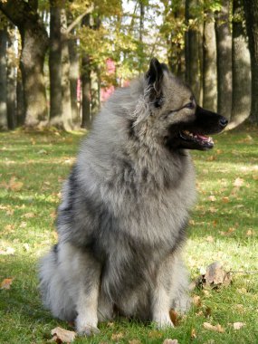 Keeshond Park