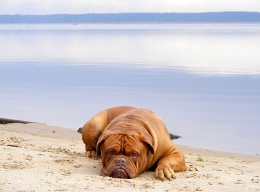 Fransız mastiff sahilde yalan