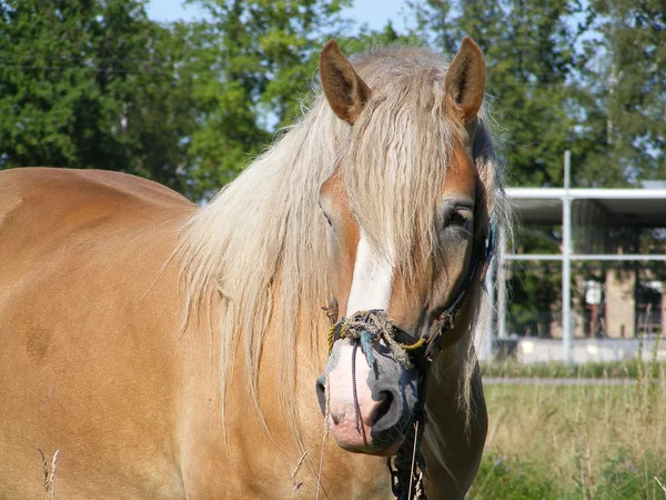 ラトビアのドラフト馬の肖像画 — ストック写真