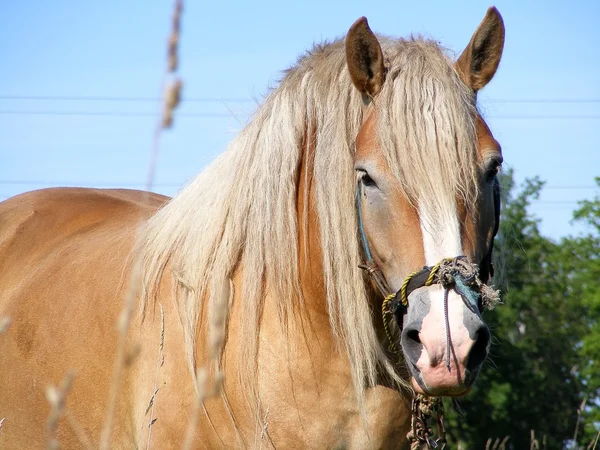 stock image Portrait of latvian draft horse