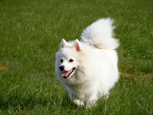 Japanese spitz running in the park — Stock Photo, Image
