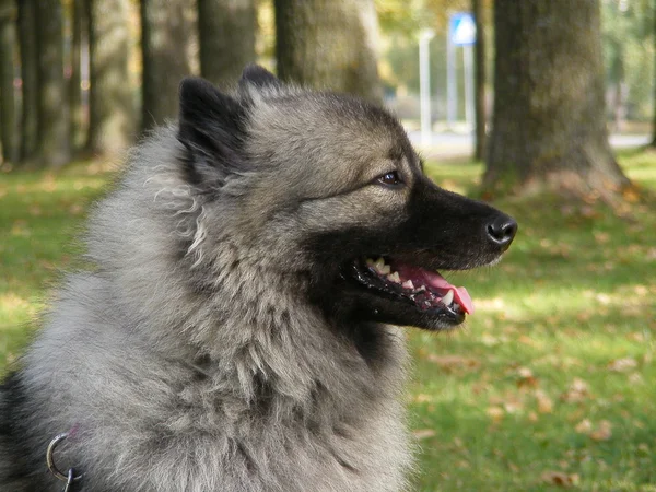 Keeshond in park — Stock Photo, Image