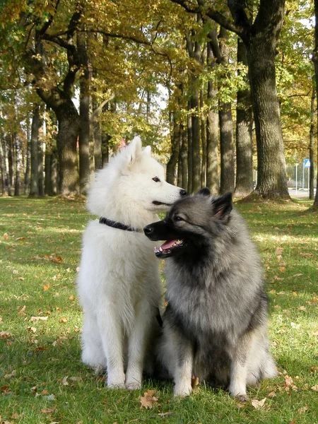 キースホンド犬と公園でサモエド — ストック写真