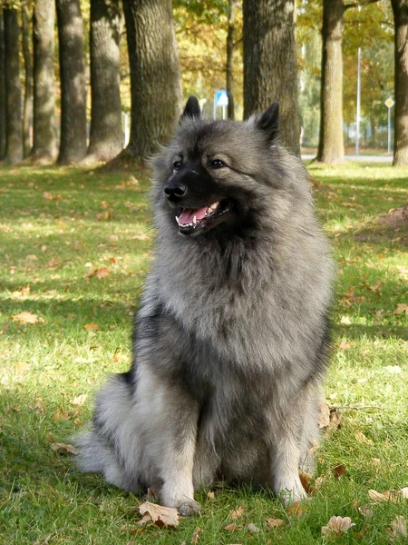 Keeshond in park — Stock Photo, Image
