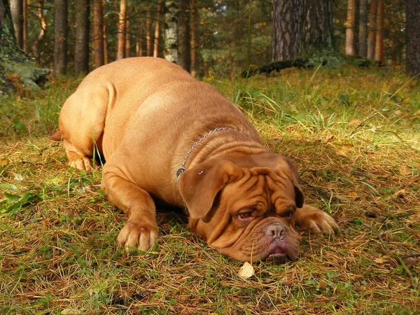 Franska mastiff liggande på marken i skogen — Stockfoto