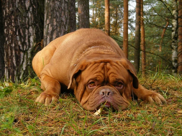 Francouzský doga leží na zemi v lese — Stock fotografie