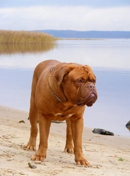 Francouzské dogy stojící na pláži — Stock fotografie