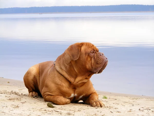 Francuski Mastif leżąc na plaży — Zdjęcie stockowe